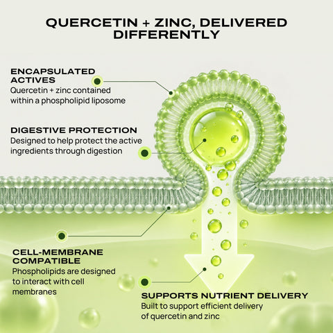 Infographic diagram illustrating the delivery mechanism of quercetin and zinc, showing a green lipid vesicle with a white arrow pointing down to the cell membrane, labeled with features like encapsulated actives, digestive protection, and cell membrane compatibility.